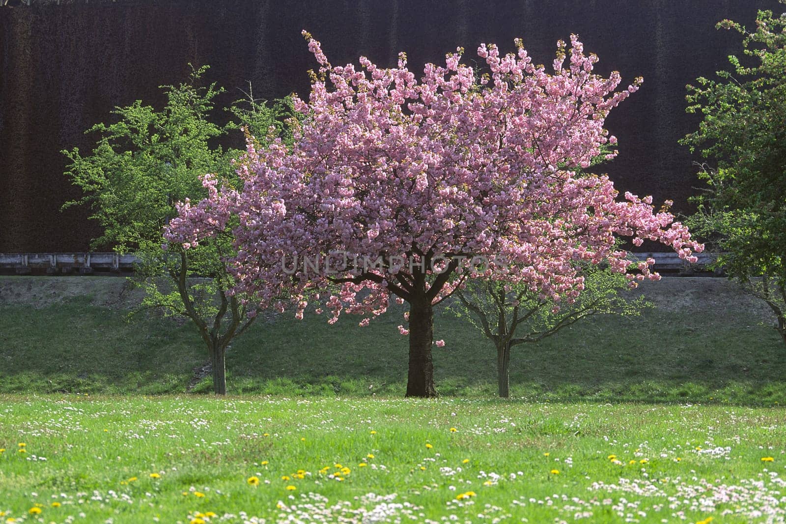 Cherry tree in April,Bad Rothenfelde,Kurpark,Osnabrücker Land,spring