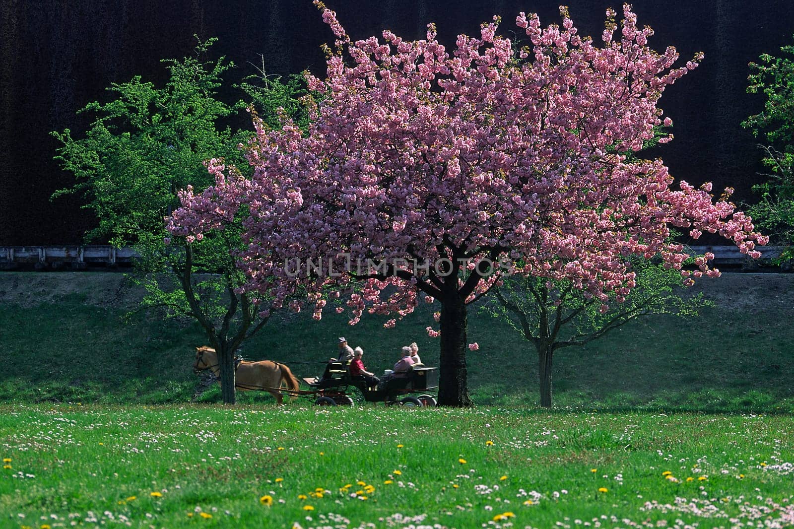 Cherry tree in April,Bad Rothenfelde,spa gardens,Osnabrücker Land,spring,carriage