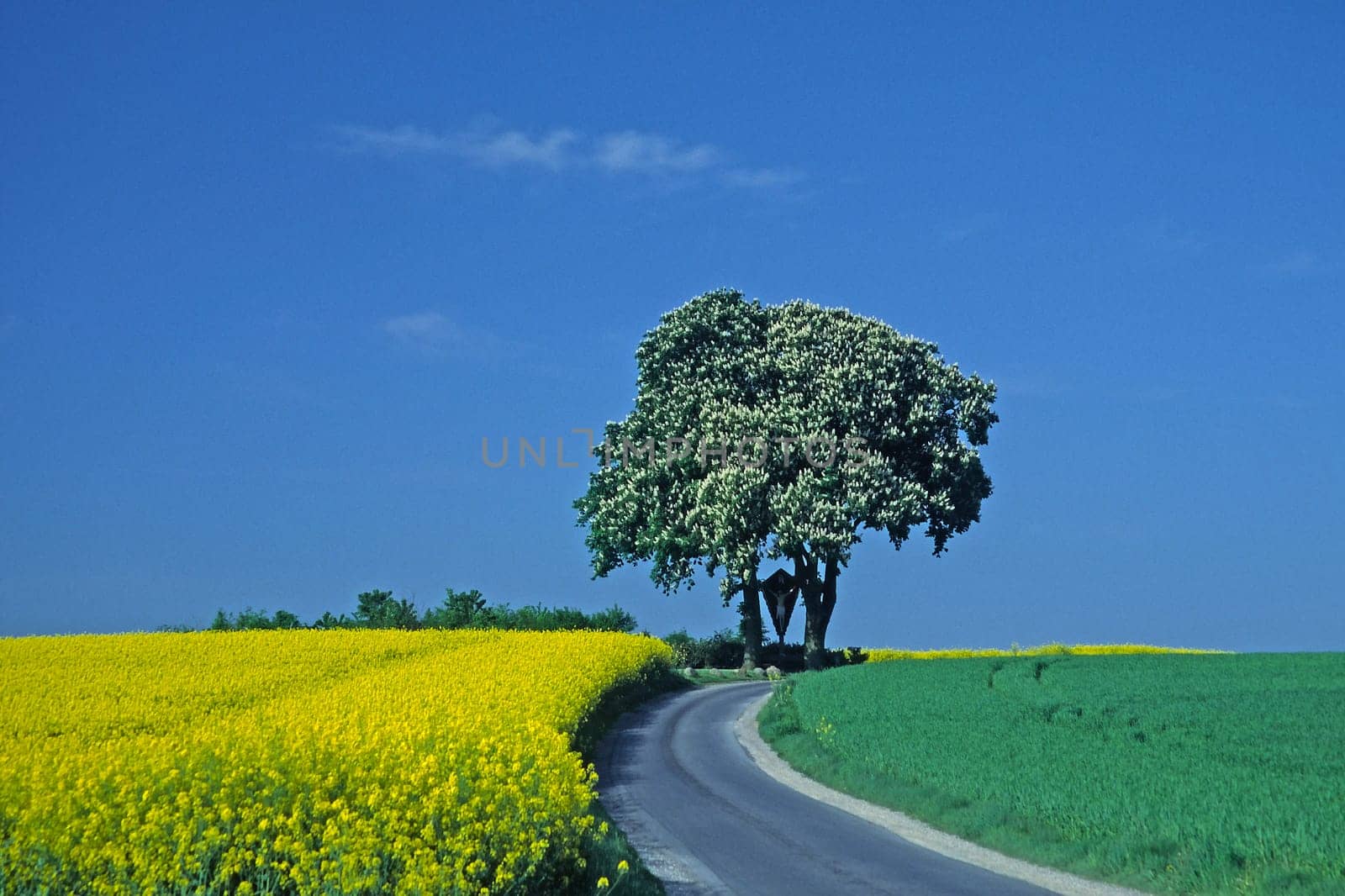 Chestnut,rapeseed field