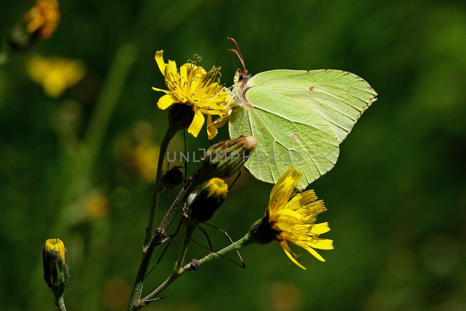 Brimstone