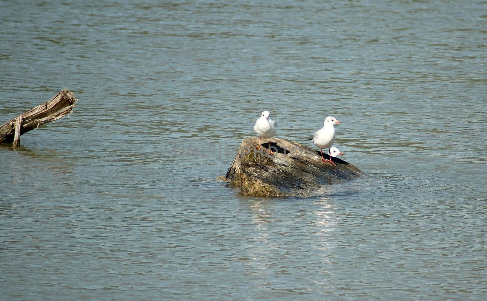 The Three Seagulls 2