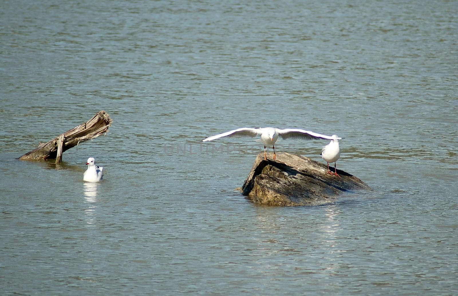 The Three Seagulls 3