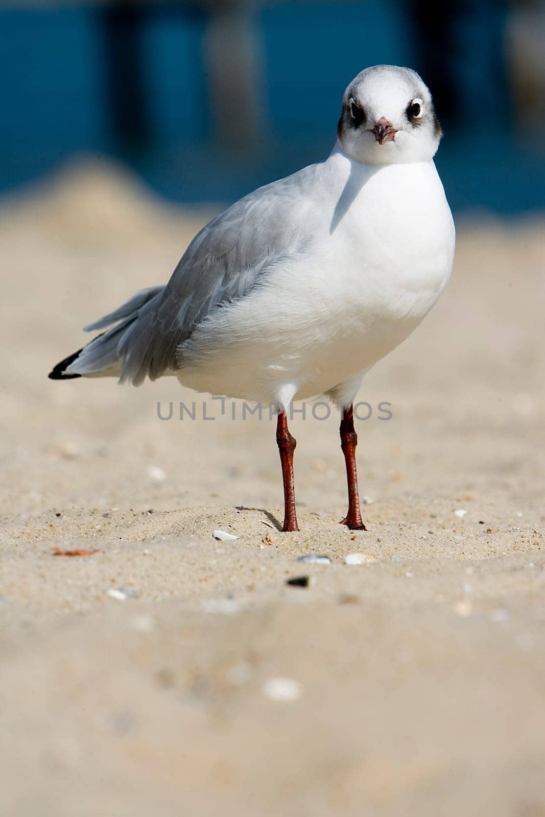 Gull