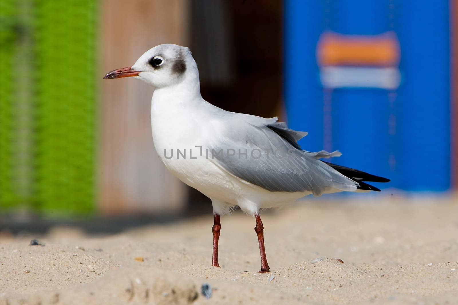 Gull