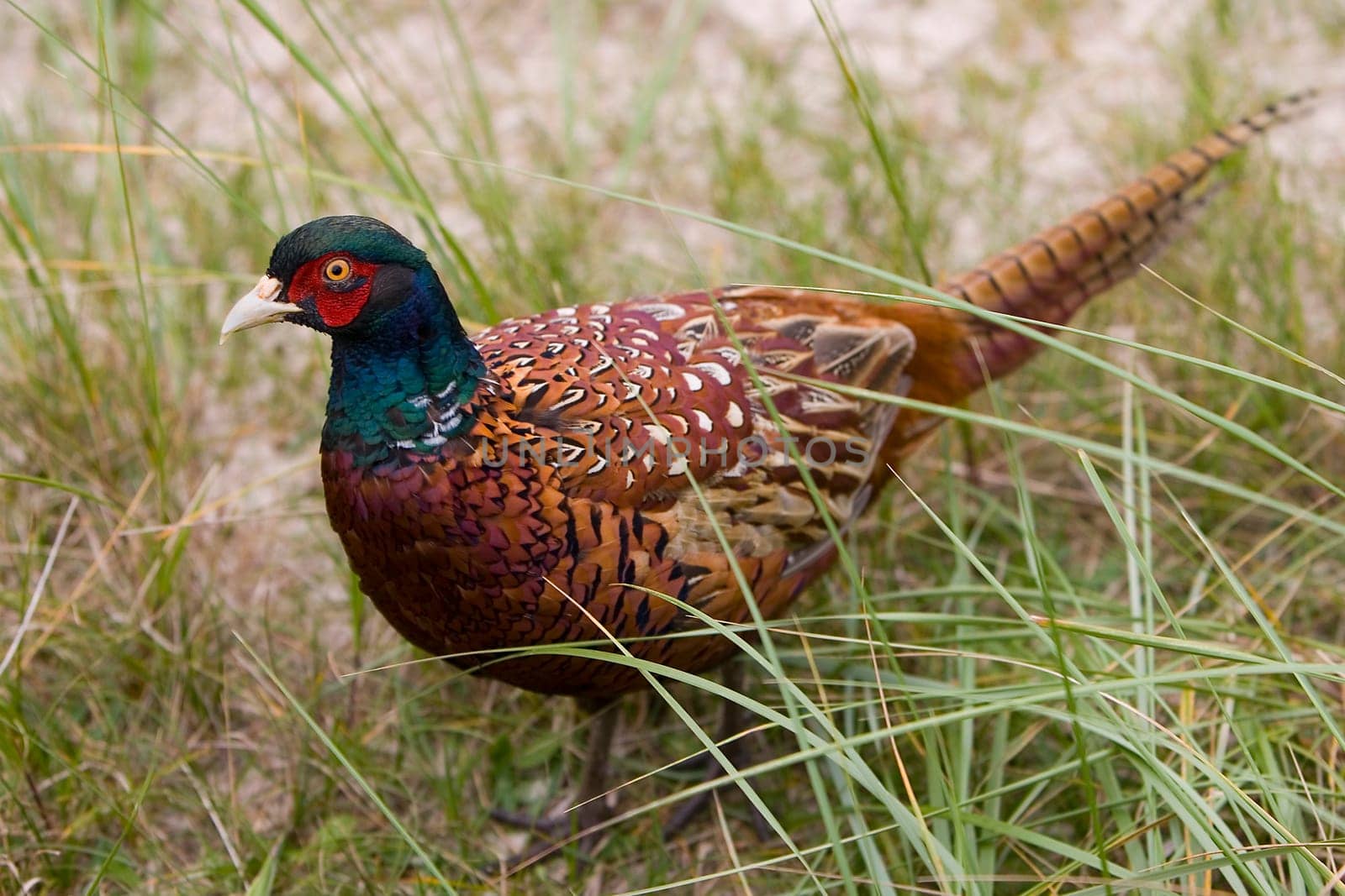 Pheasant