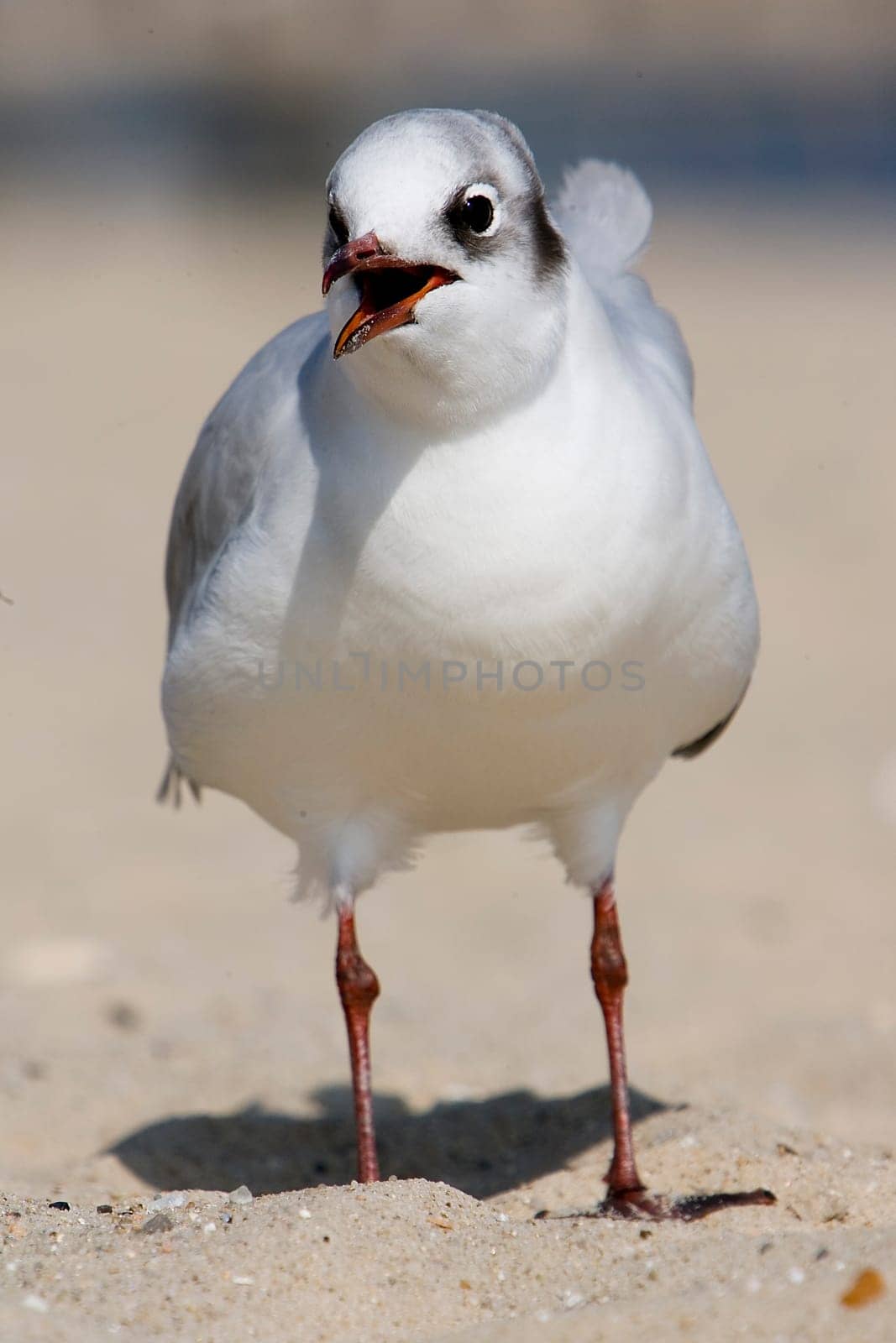 Gull