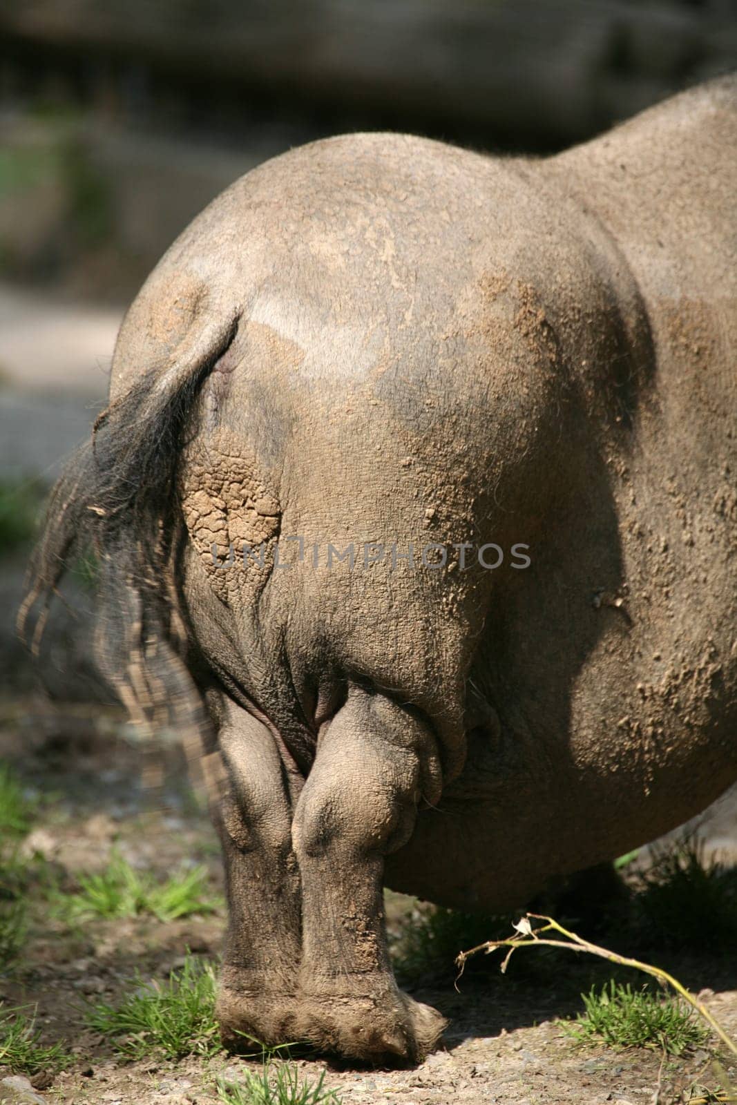 Beautiful butt of a pot-bellied pig