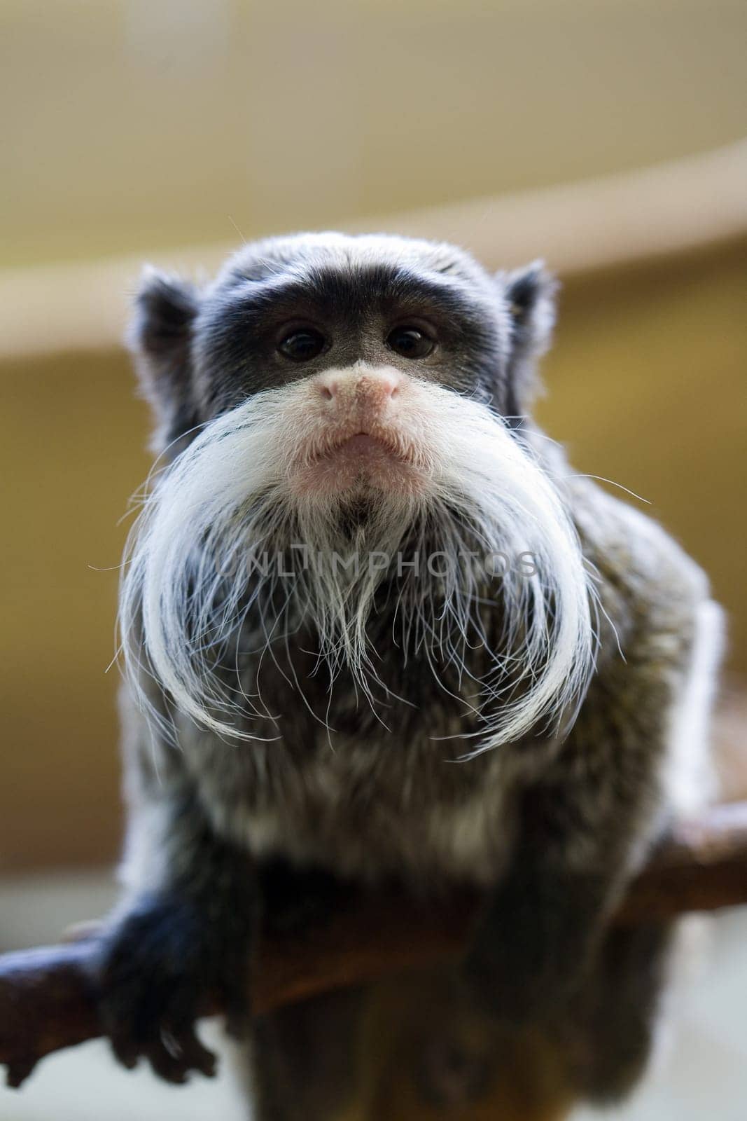 Emperor tamarin
