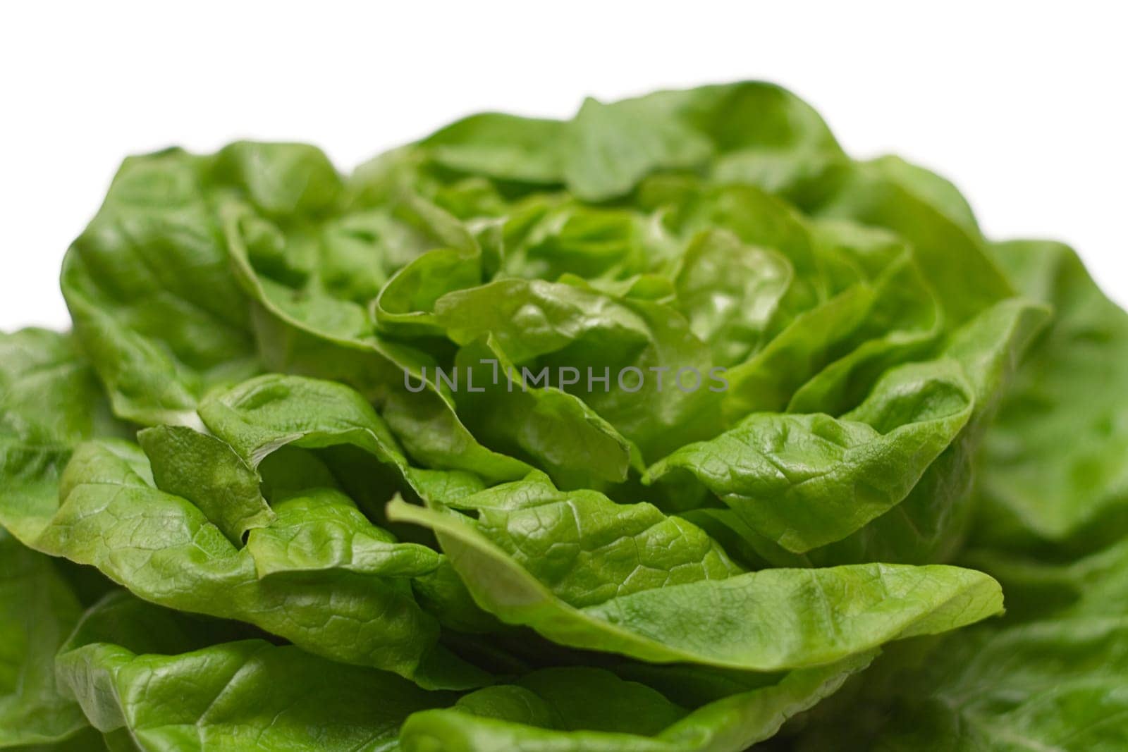 Lettuce
