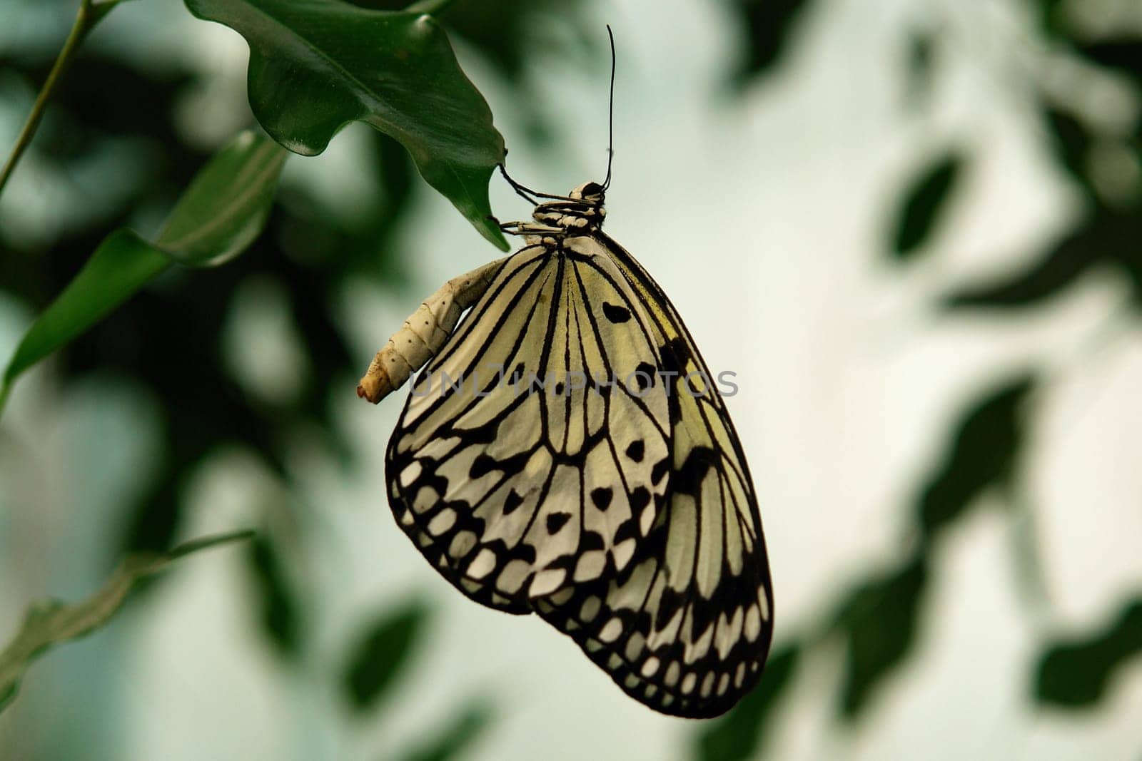 White tree nymph