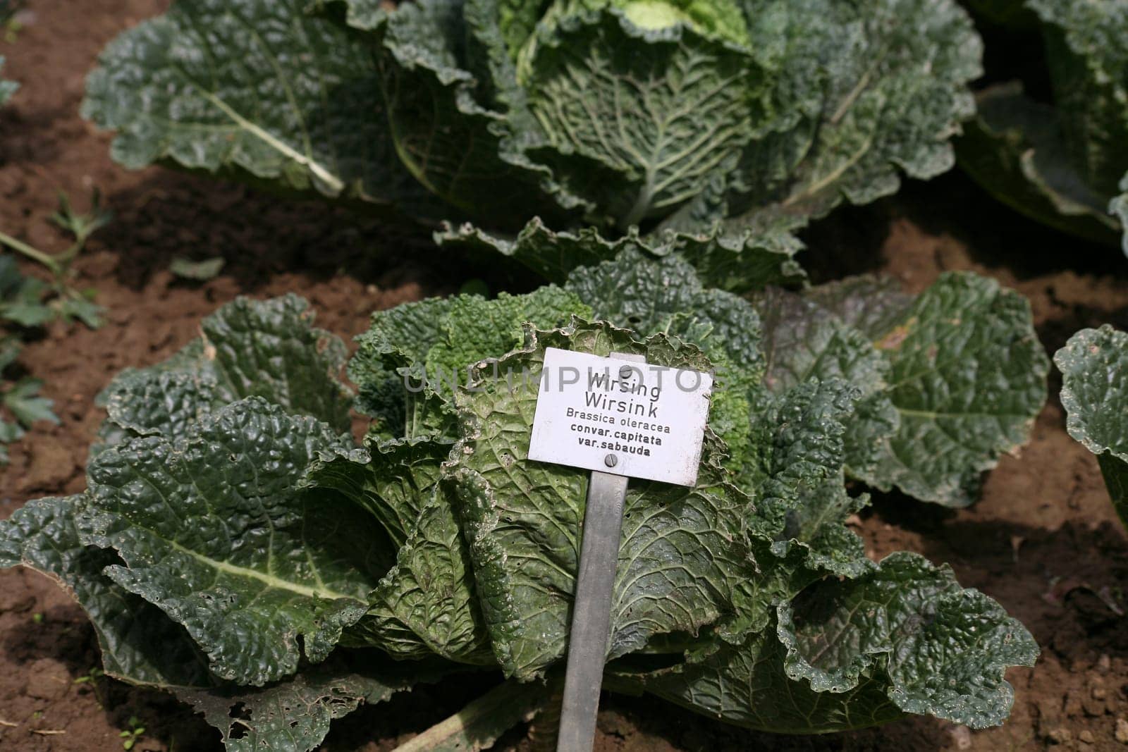 Heads of cabbage in a vegetable garden