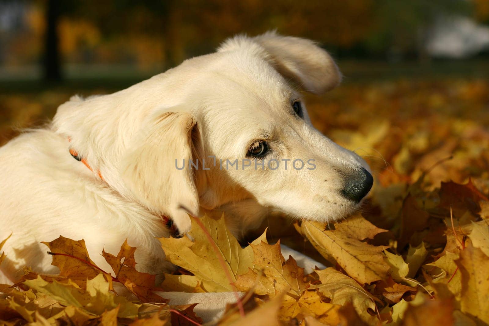 Autumnal Treats IV