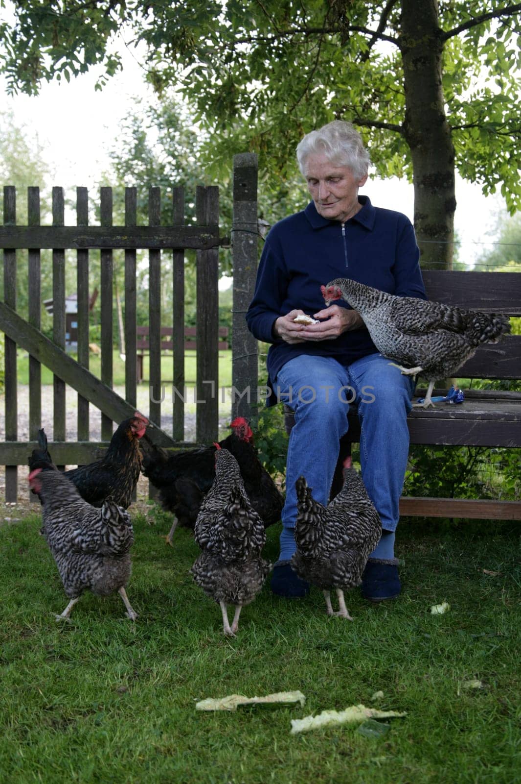 my chickens