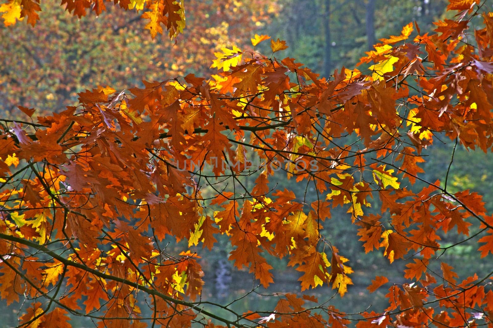 Red oak in autumn,leaves,GMHütte,casino park