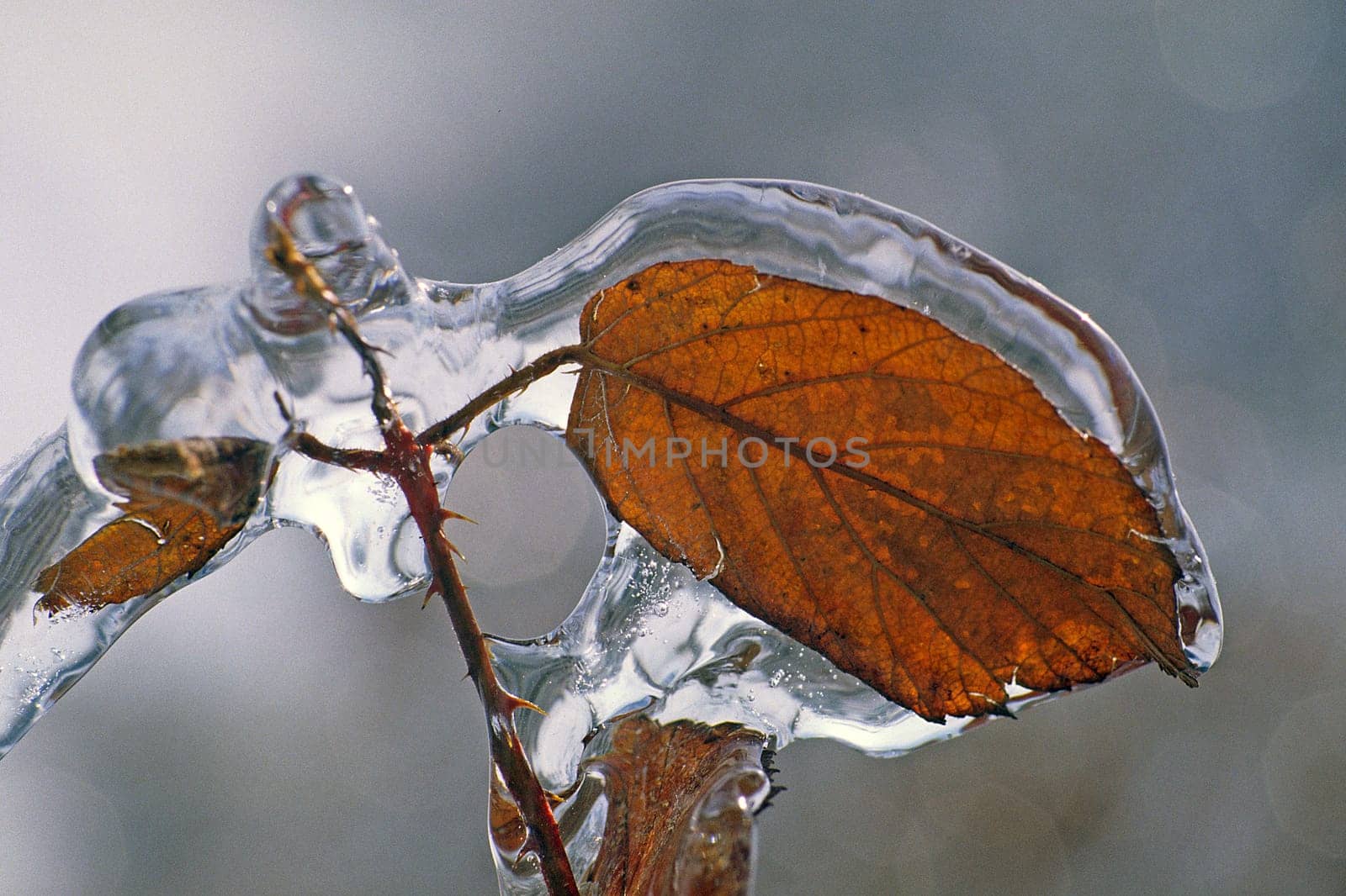 Leaf in the ice,winter