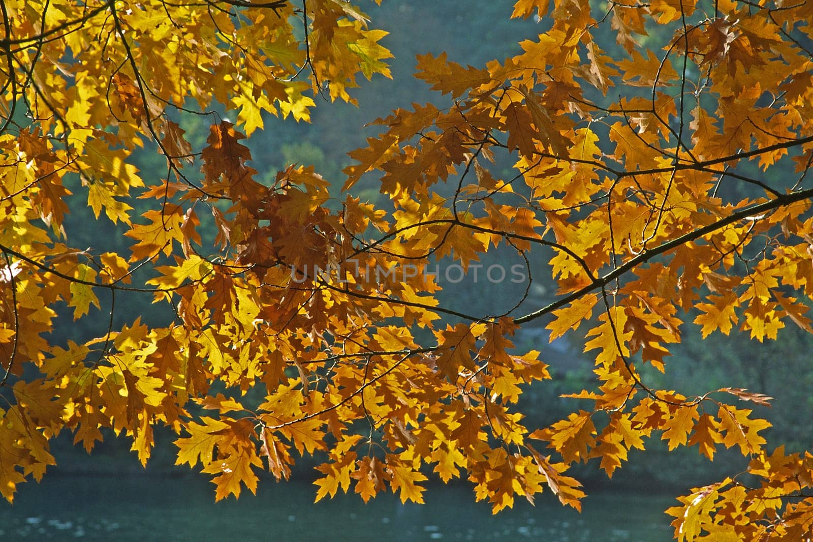 Red oak in autumn,leaves