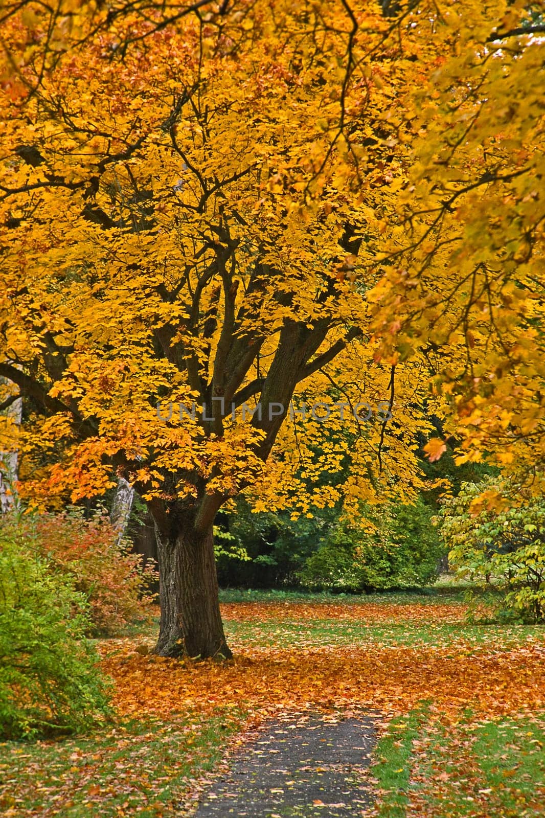Deciduous tree in autumn,autumn leaves,foliage colouring