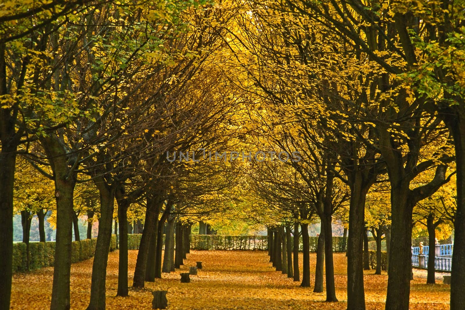 Avenue in autumn,deciduous trees,foliage coloring