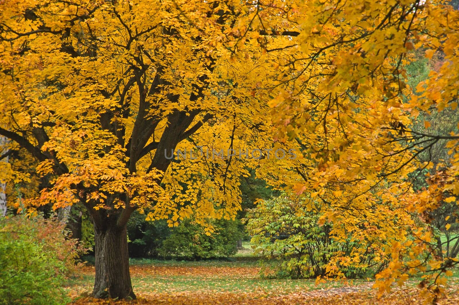 Deciduous tree in autumn,autumn leaves,foliage colouring