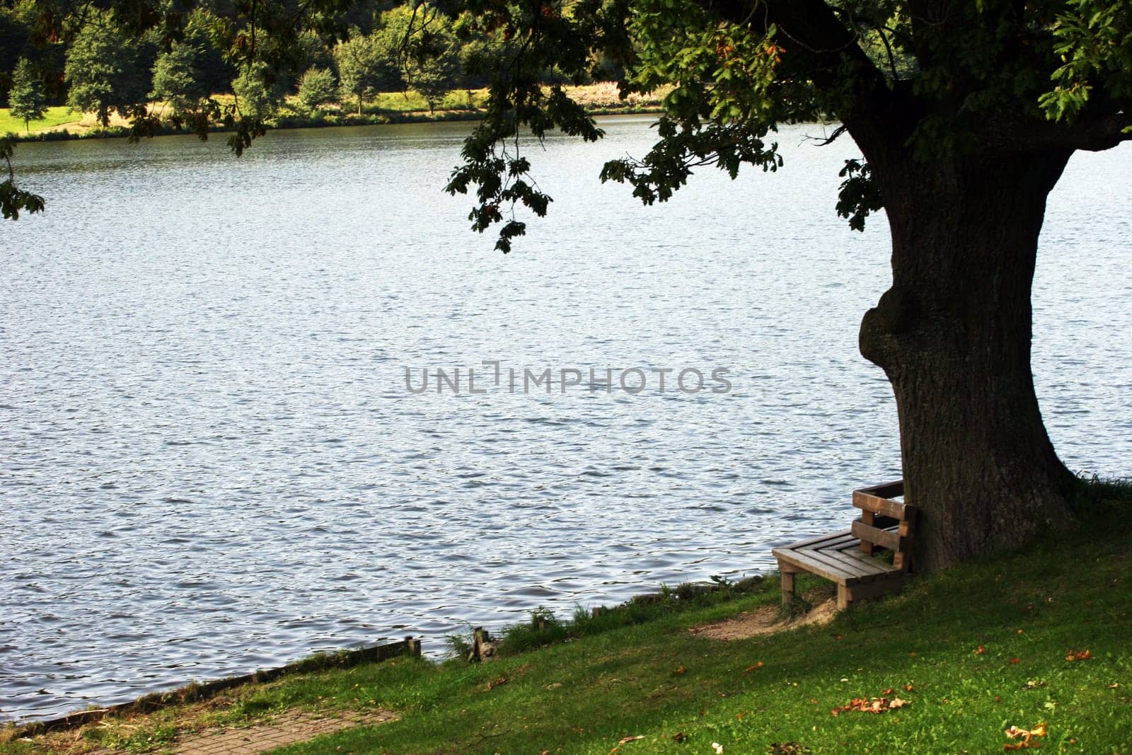 Baum am Hillesee