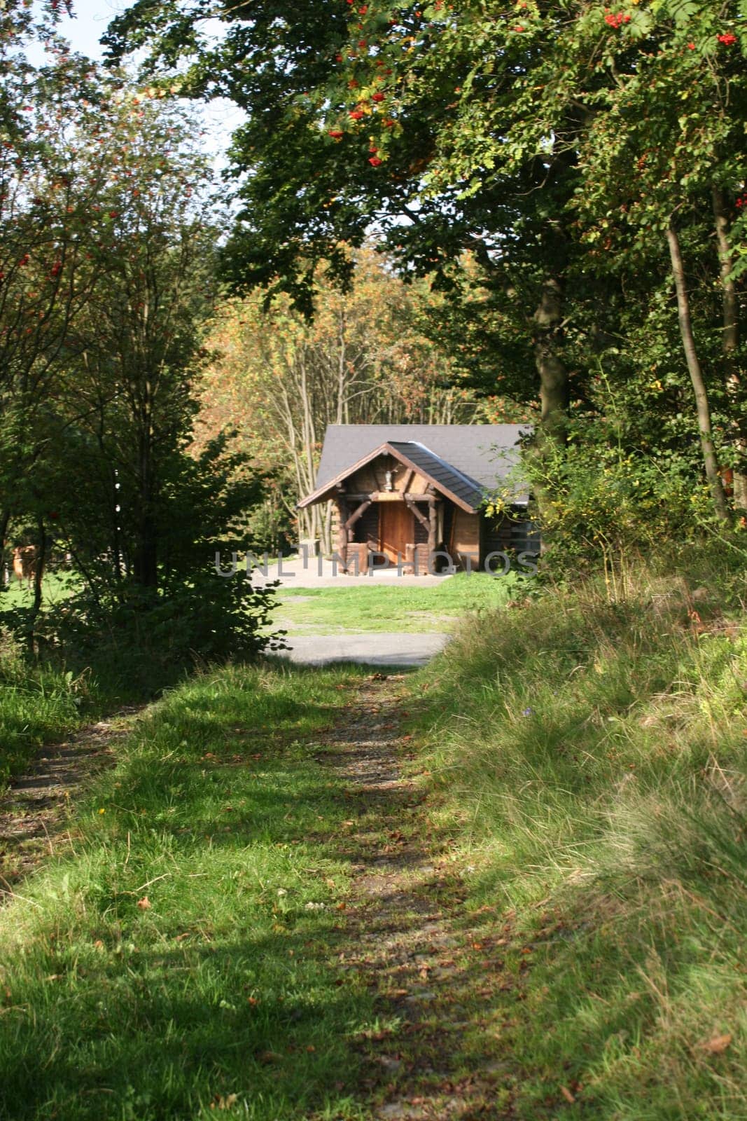 Cabin in the woods