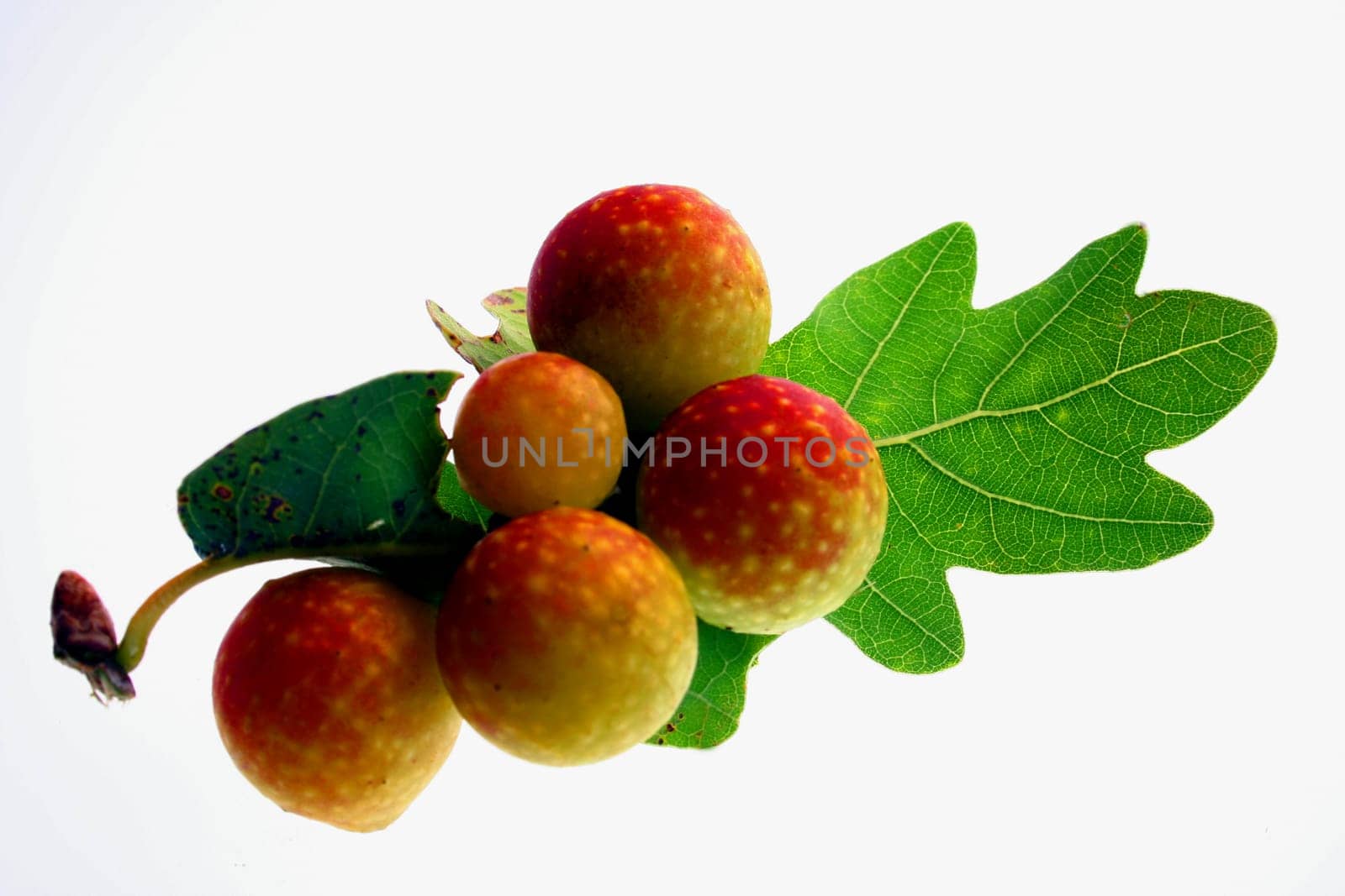 Oak galls