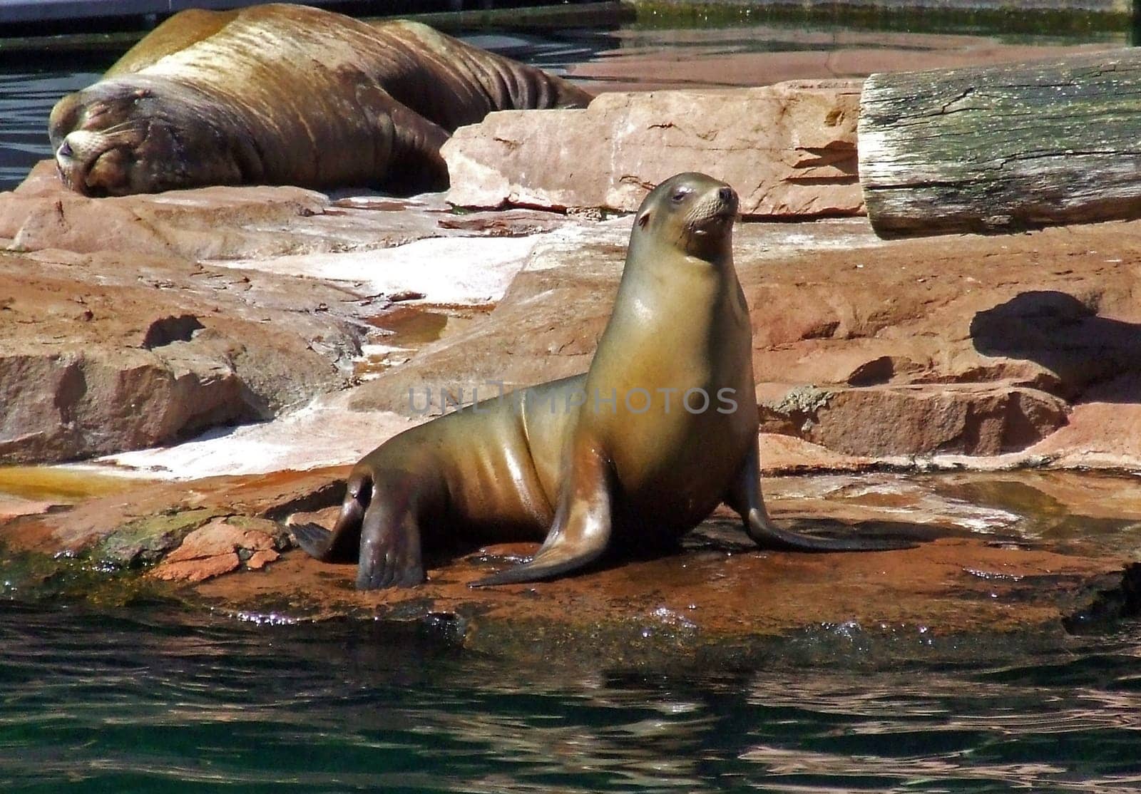 California sea lion