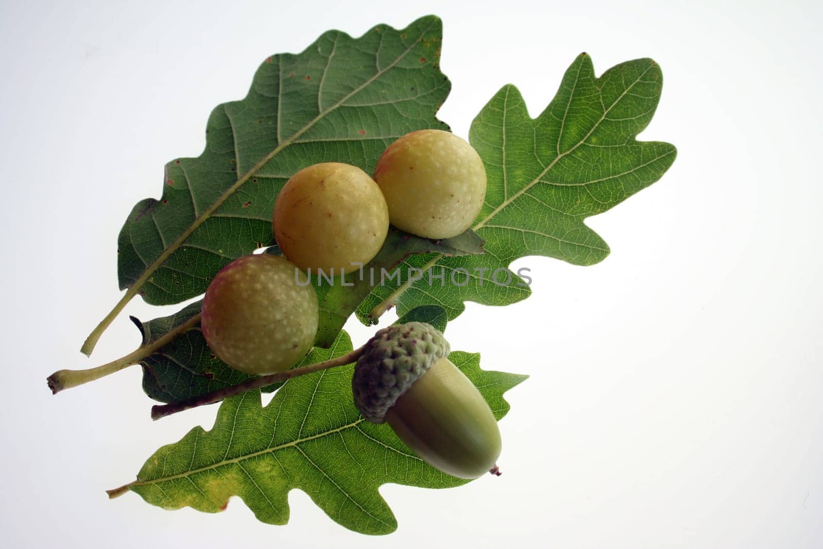 found on the oak branch