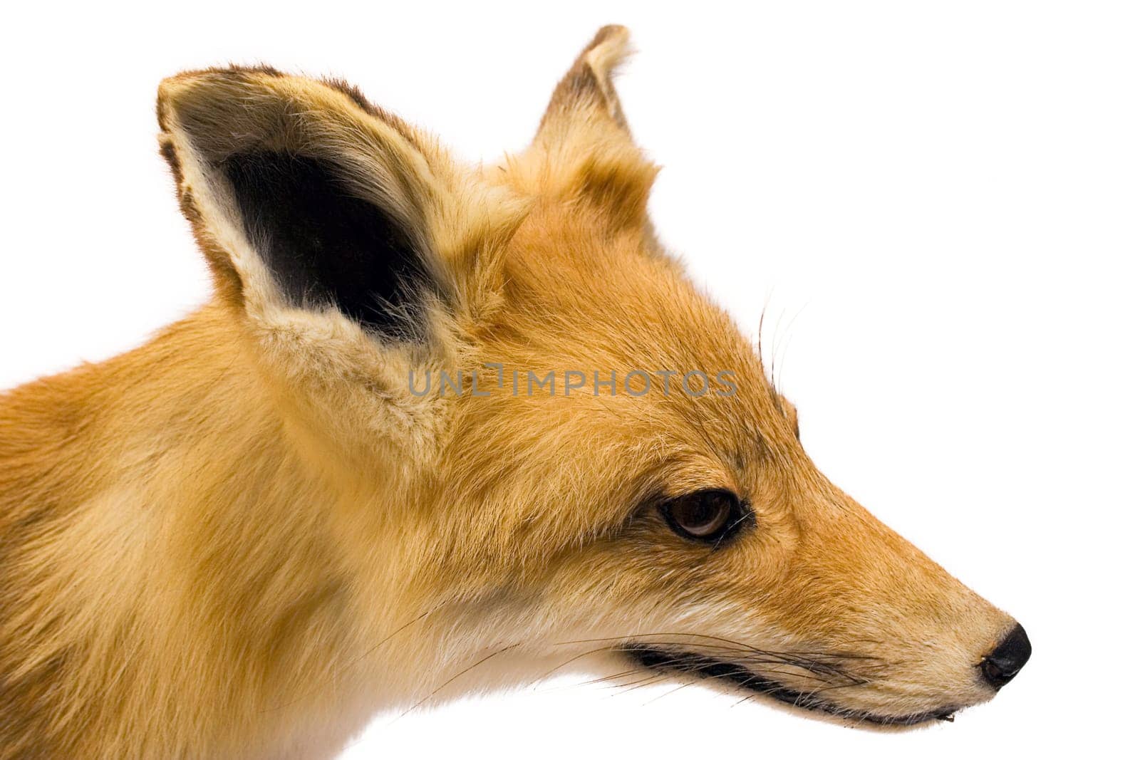 Fox snout