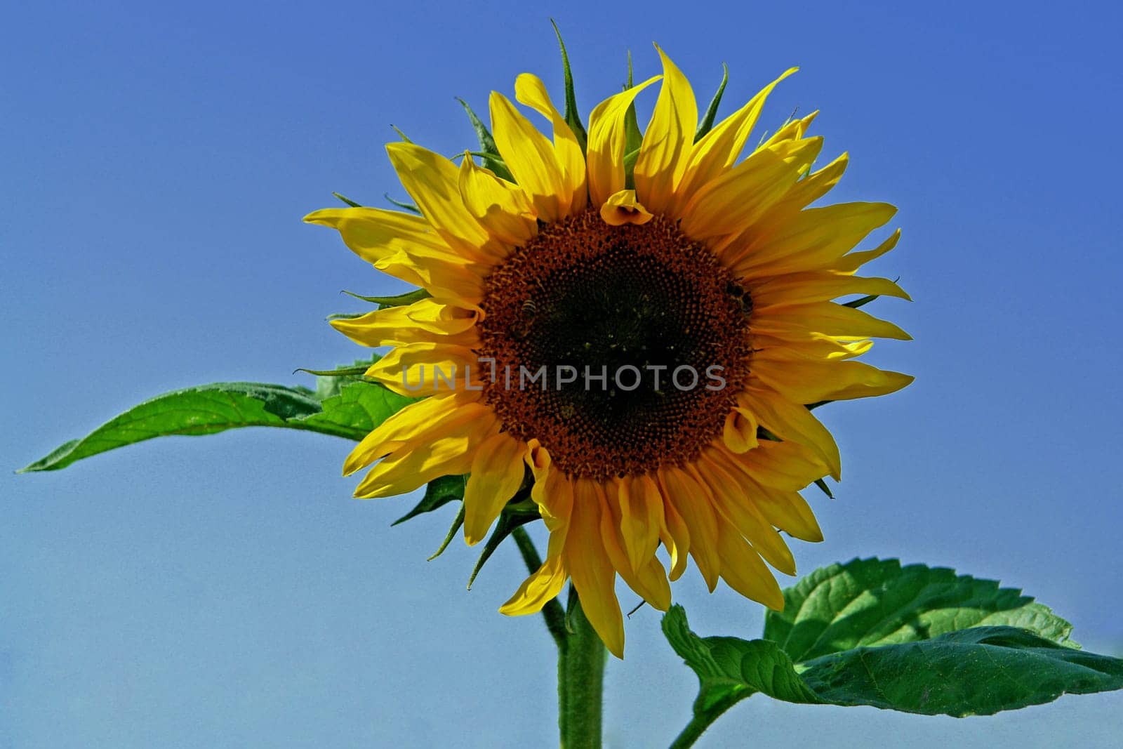 Sunny