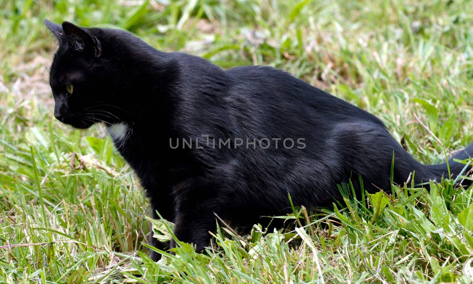 Lying in wait in front of a mouse hole