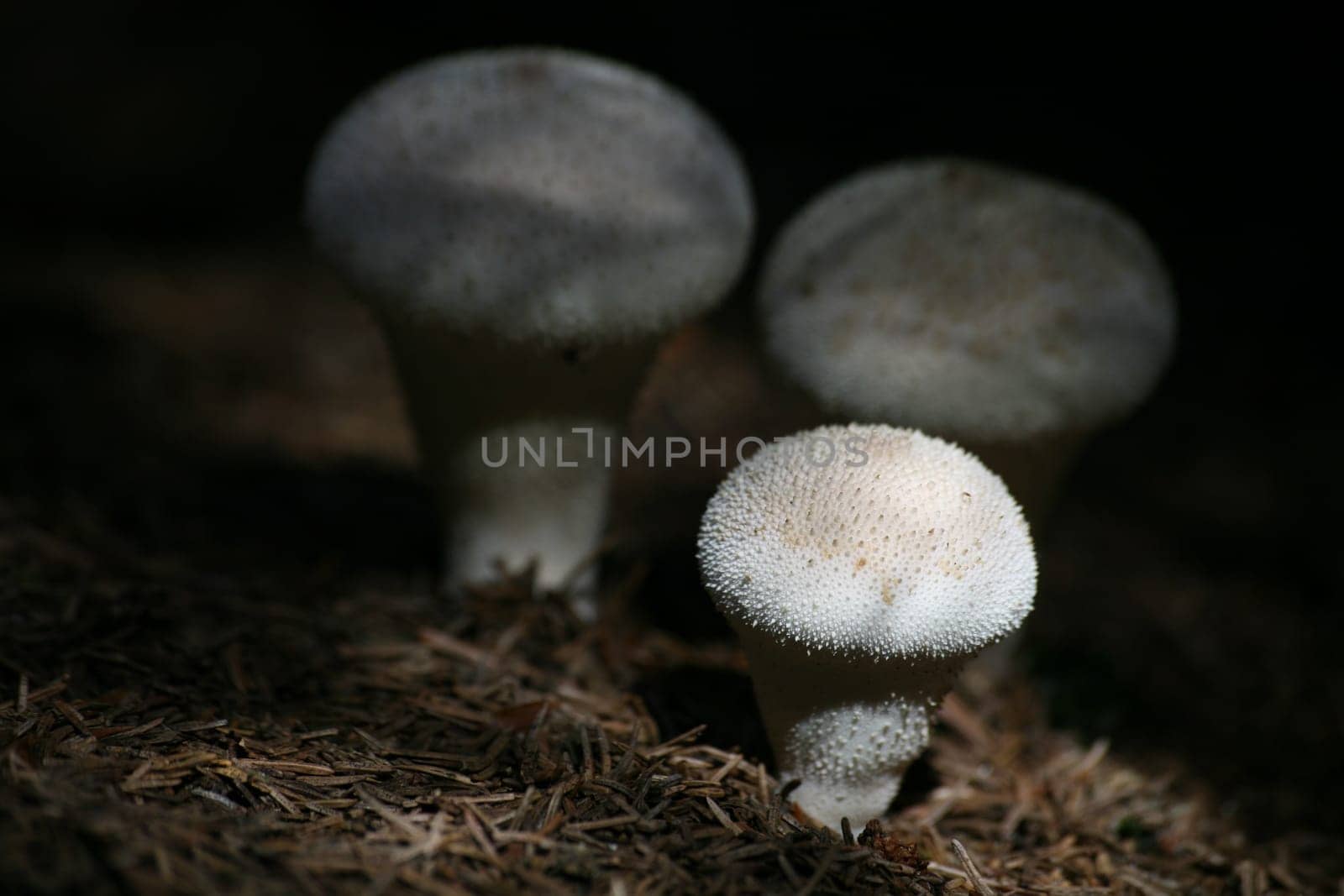 Lycoperdon perlatum