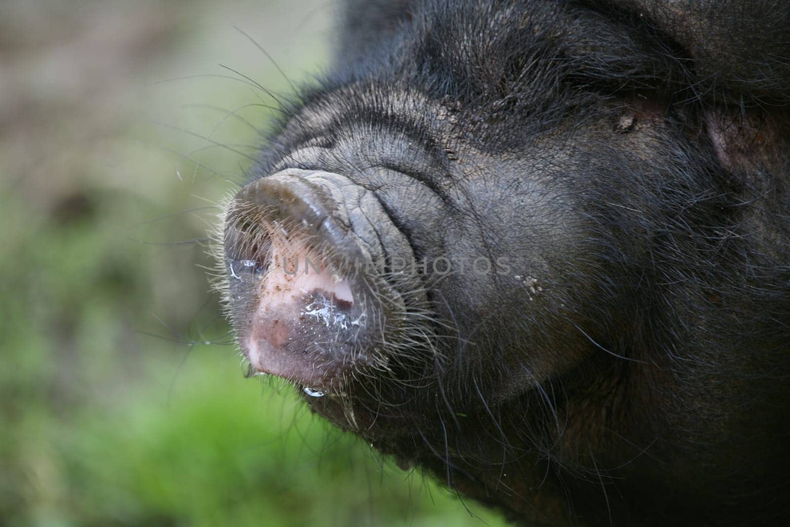 These pigs are mainly kept as pets in Vietnam