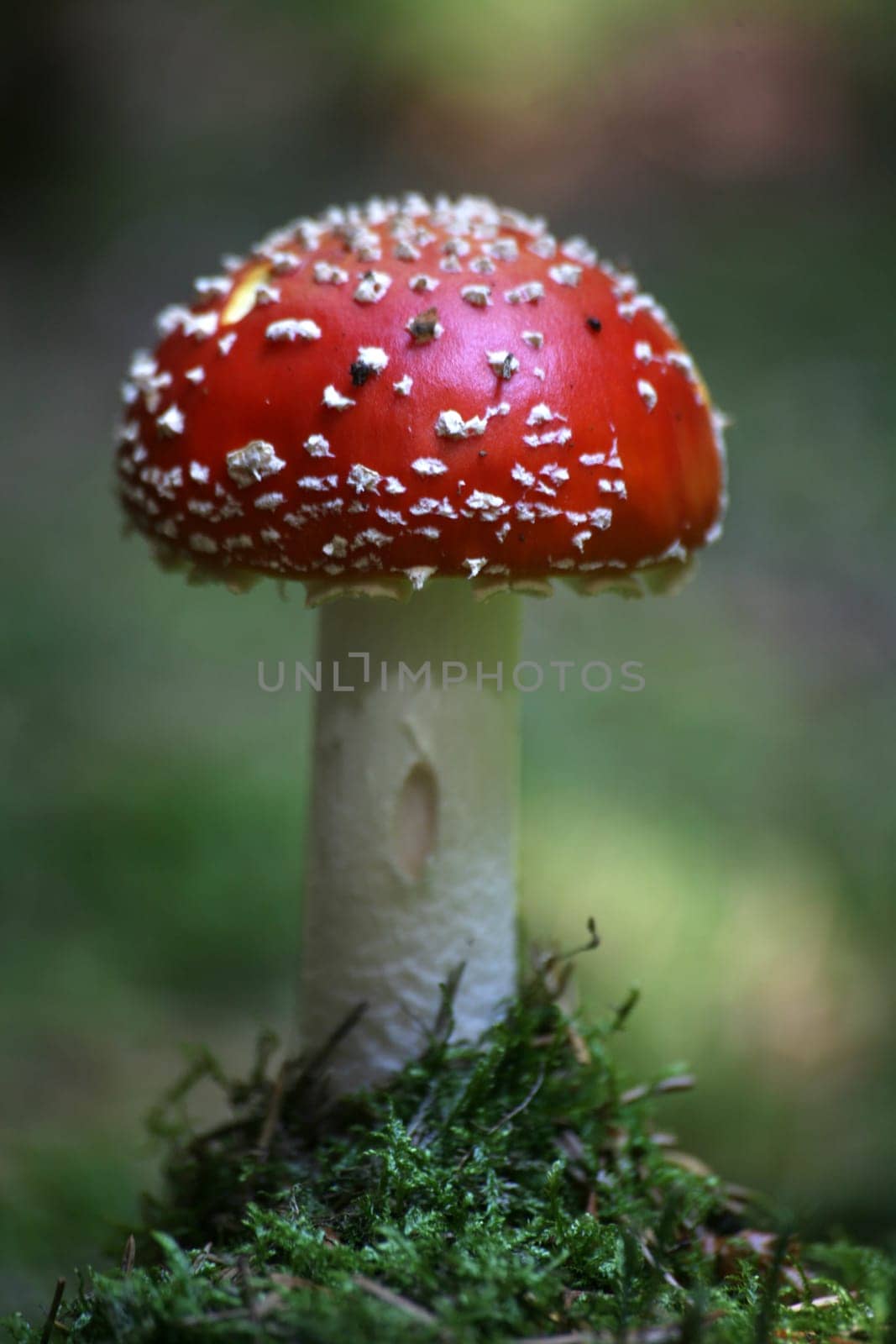 Beautiful,but poisonous
