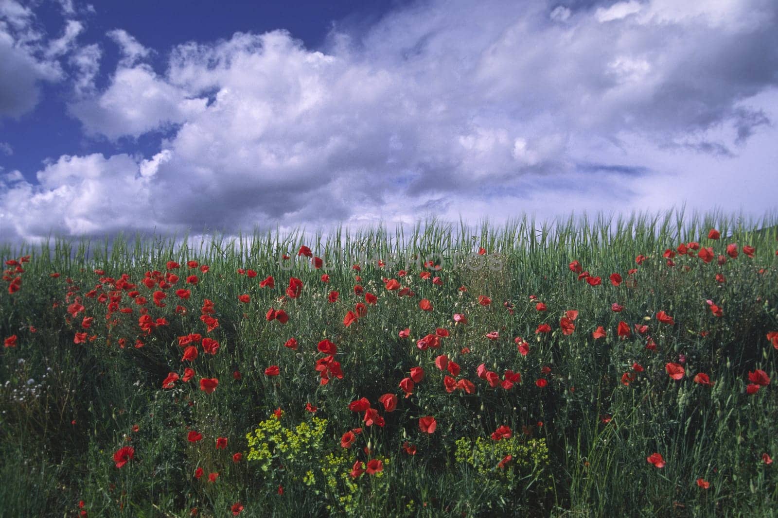 Poppy field near Les Viaux,Provence