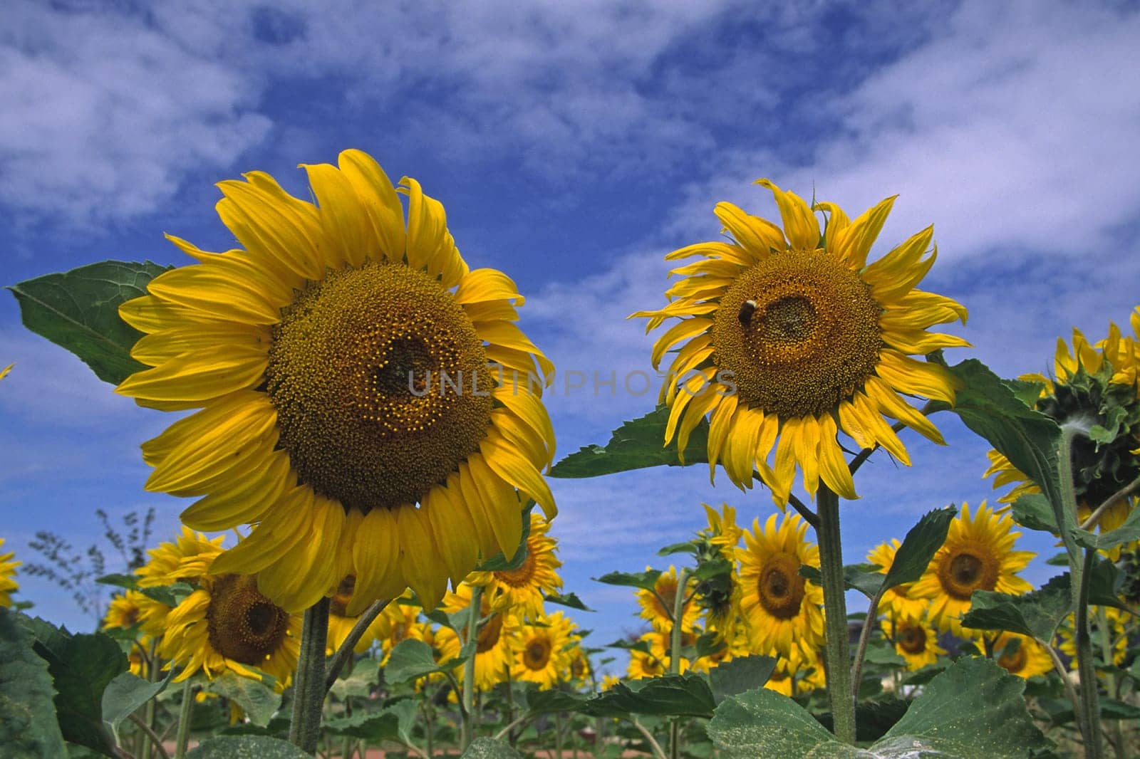 Sunflower field,Helianthus annuus