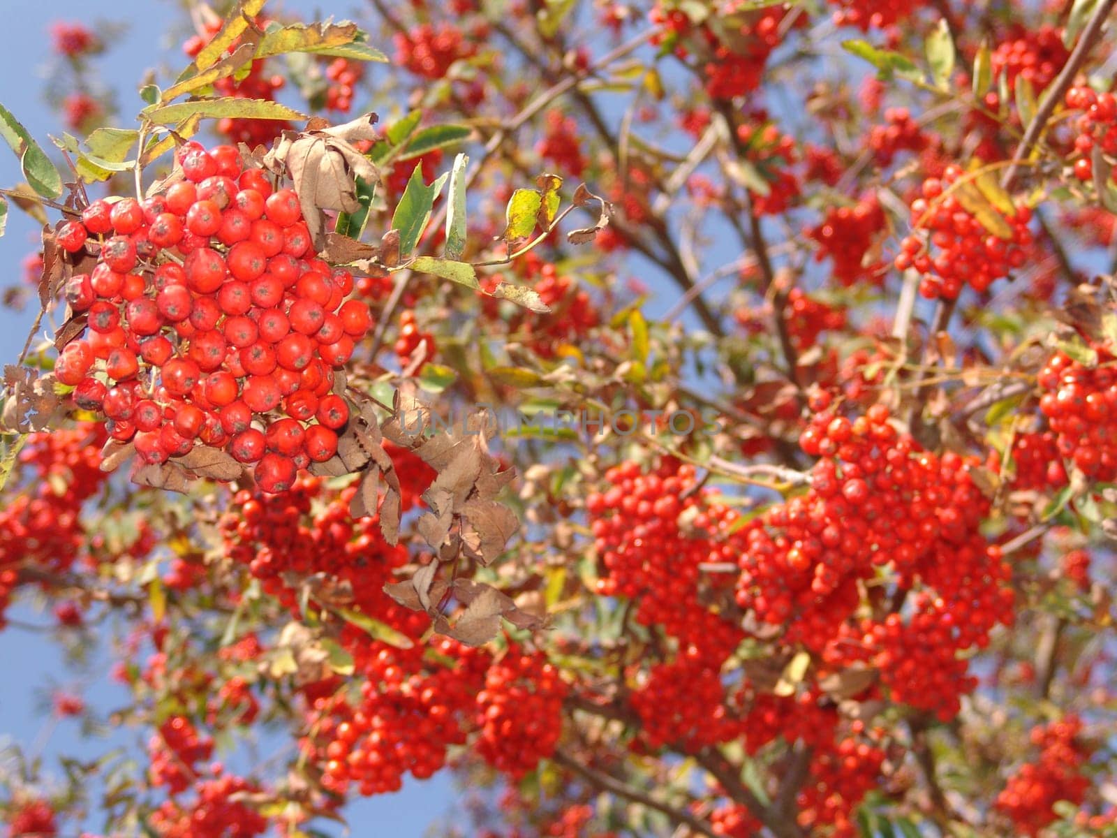 Rowan berries