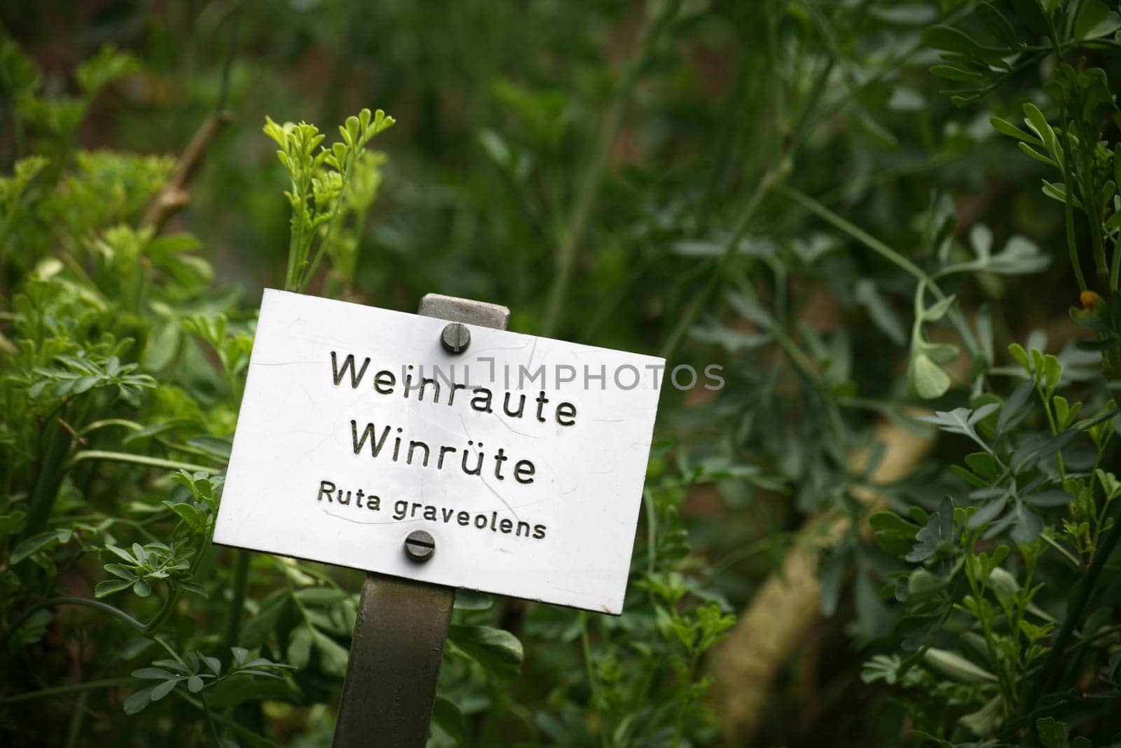 Rue in an old kitchen garden