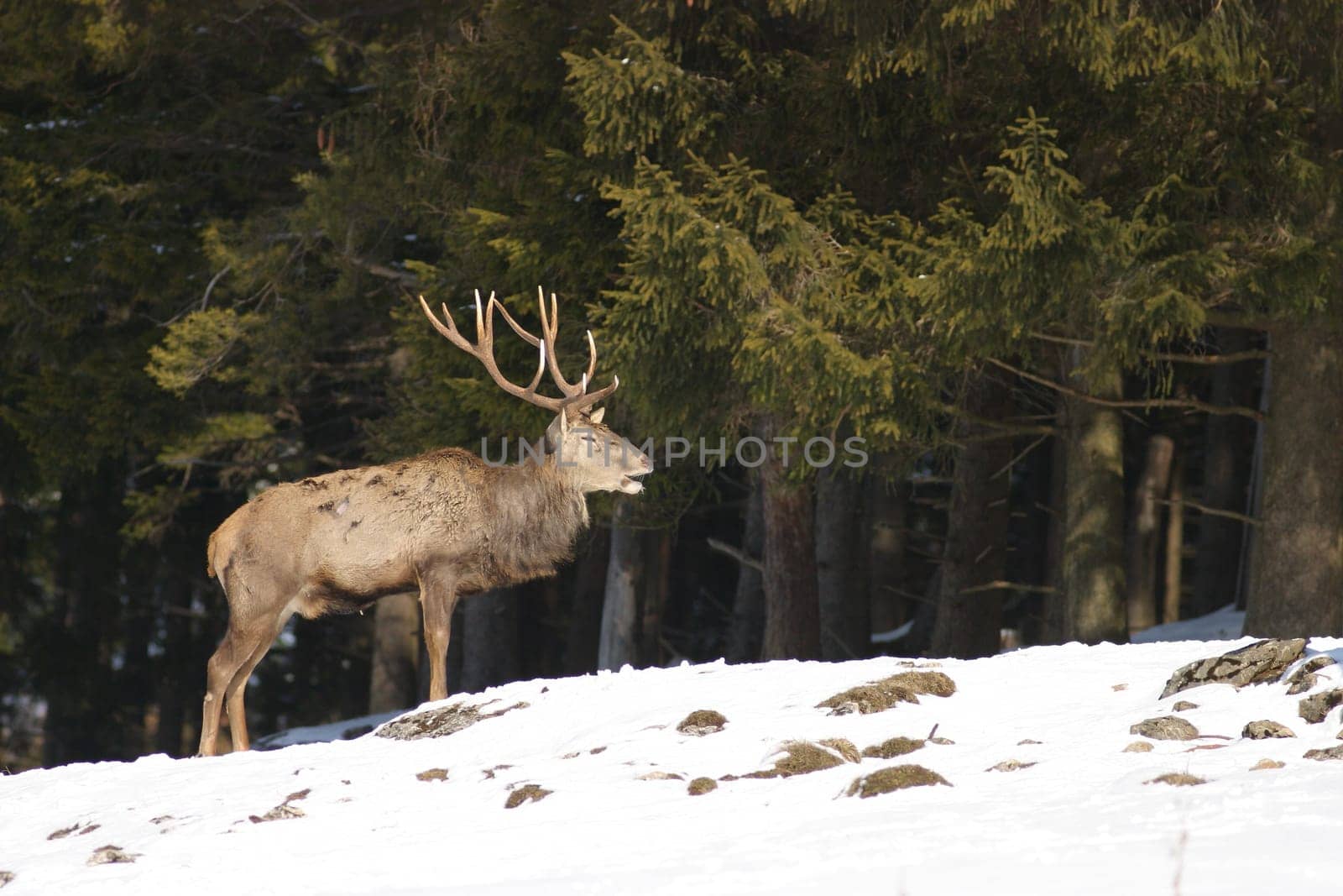 Deer in winter landscape