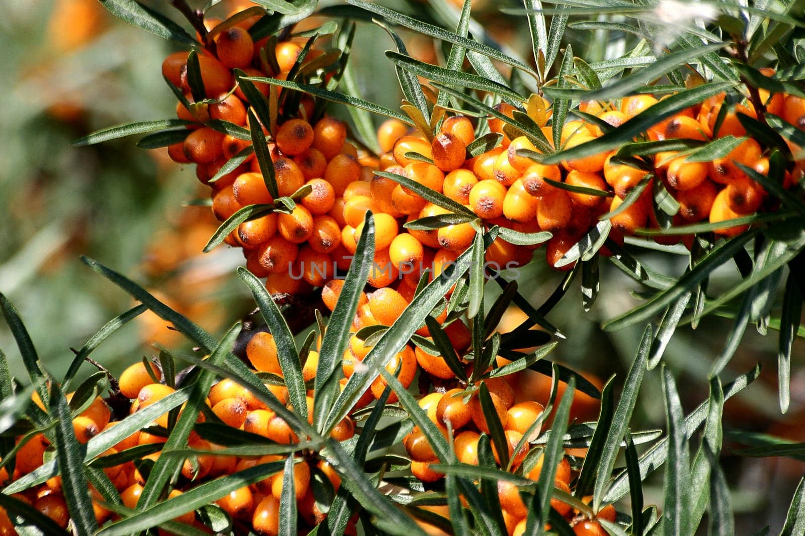 Sea buckthorn (Hippophae rhamnoides) syn. beach thorn,willow thorn  Class: Dicotyledones Family: Willow family (Elaeagnaceae)
