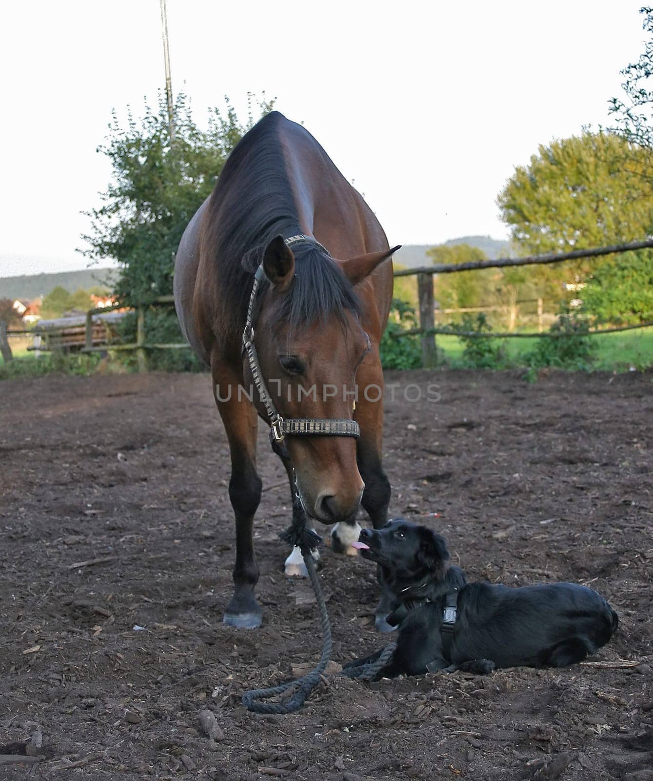 Luca clearly shows Goli what she thinks of his instructions :-)