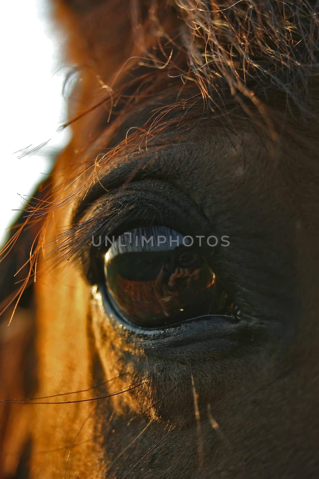 Andalusian Goliath up close
