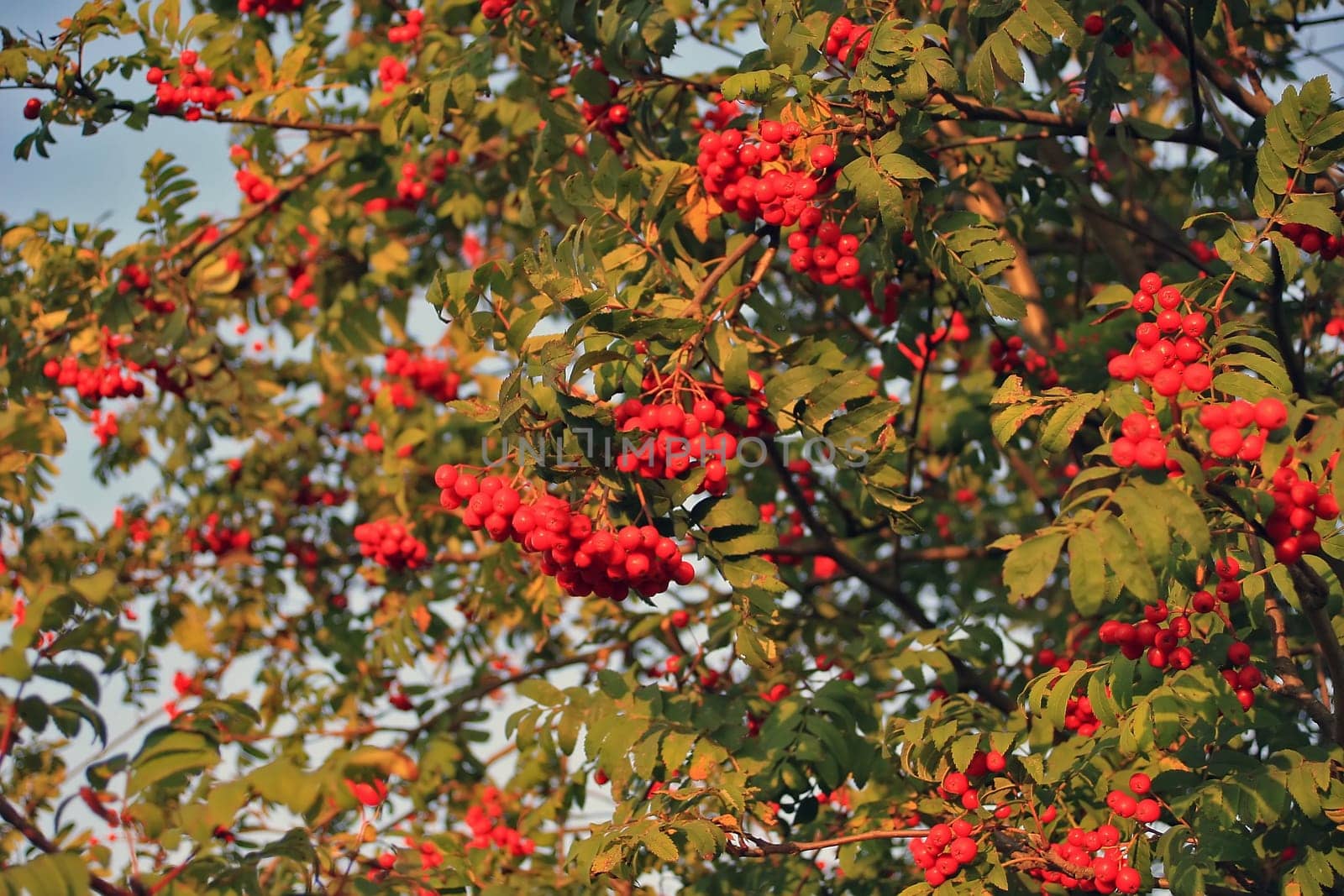 Autumn