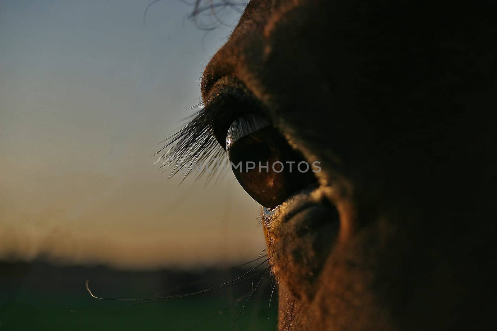 Andalusian Goliath even closer -)