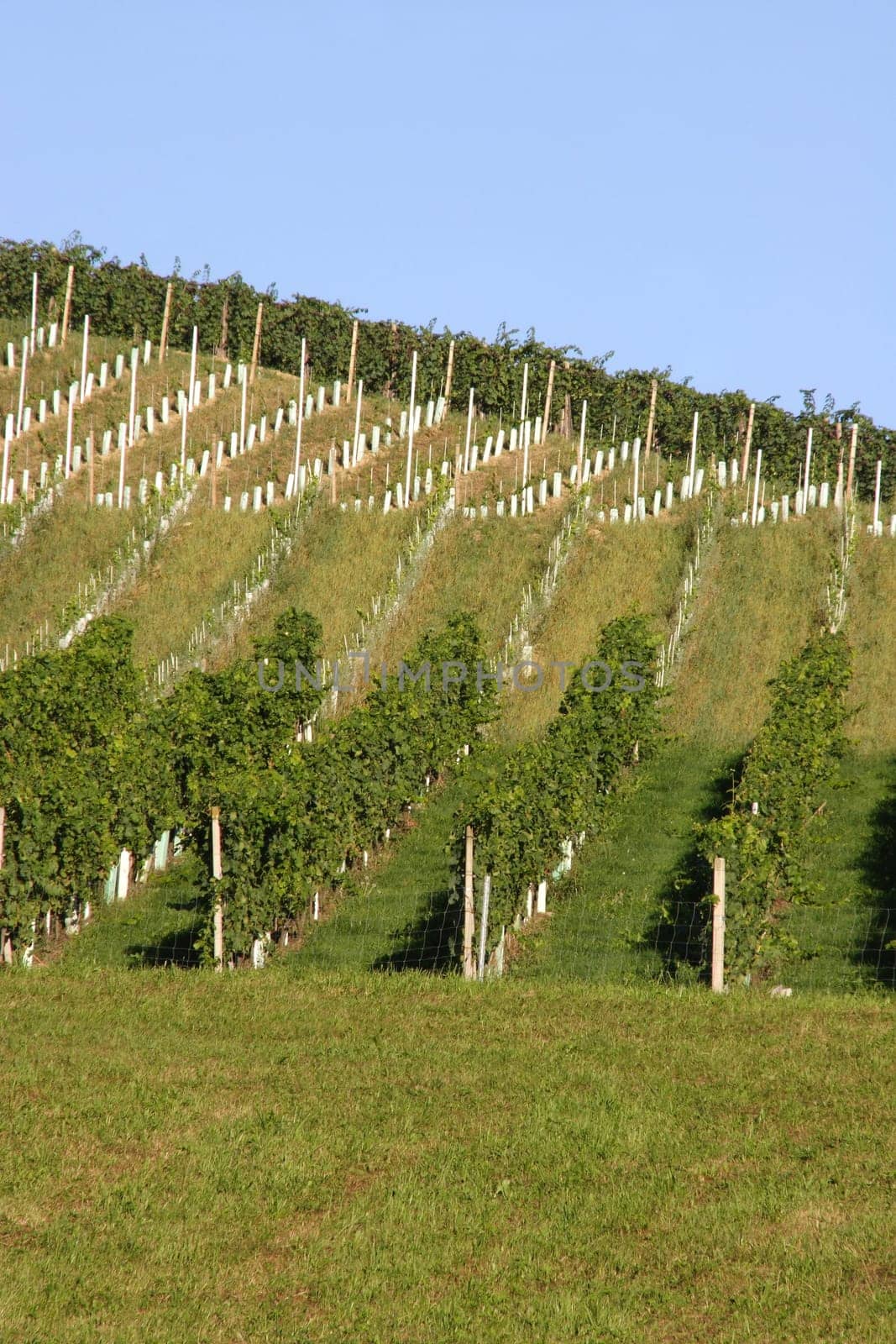 Viticulture 2