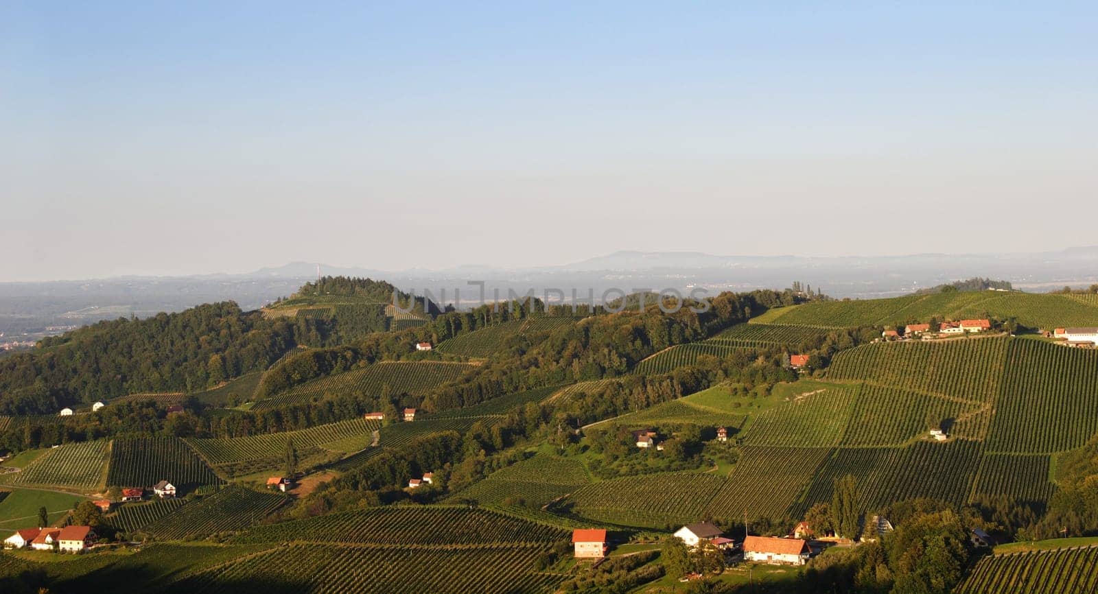 Wine panorama 1