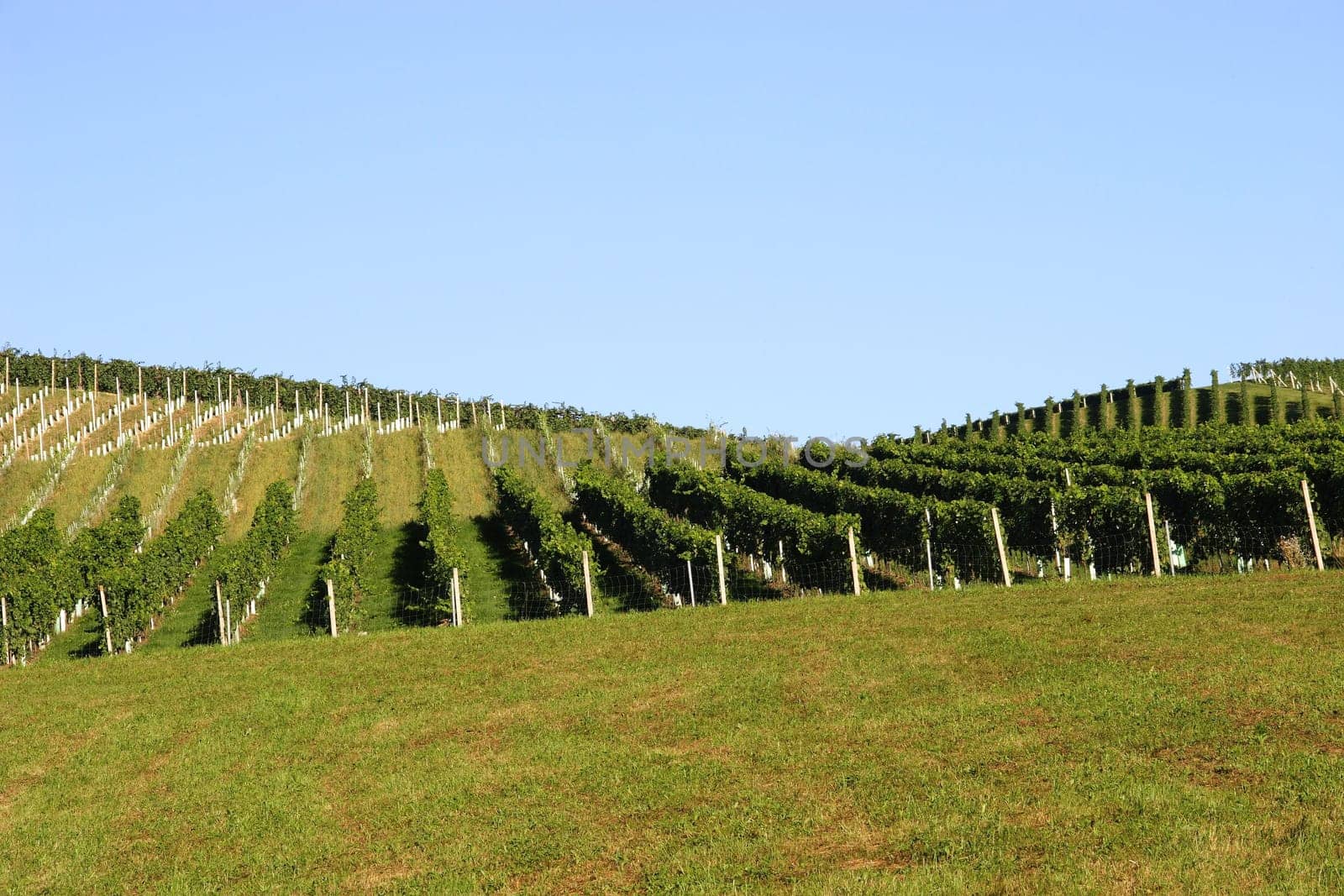 Viticulture 1