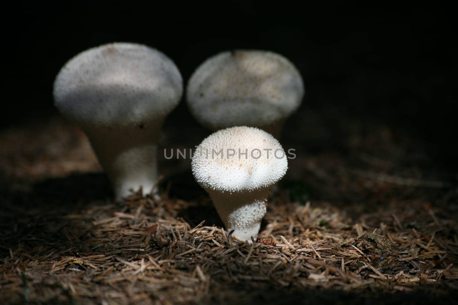 Lycoperdon perlatum