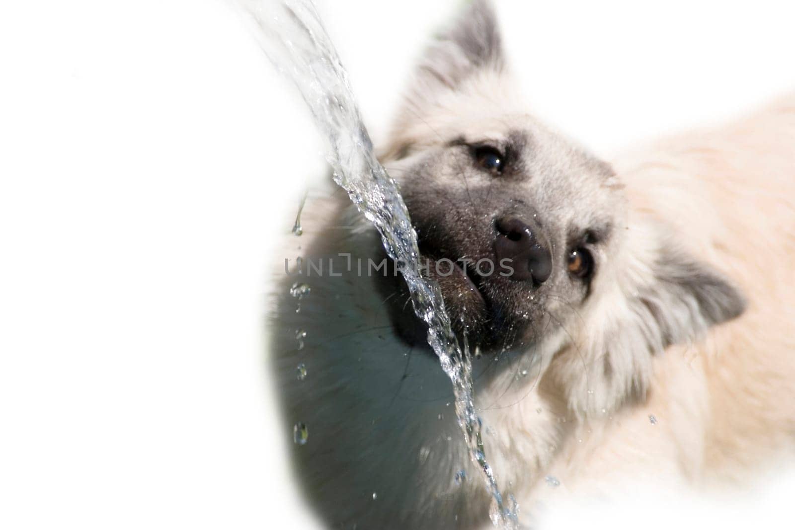 drinking dog