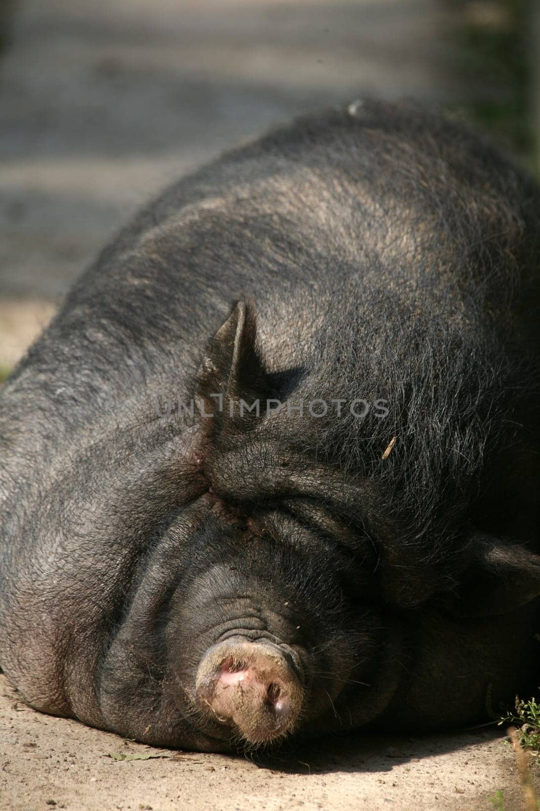 These pigs are mainly kept as pets in Vietnam
